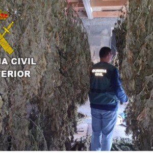 西班牙警方查获价值50万欧元非法大麻 两人已被拘留