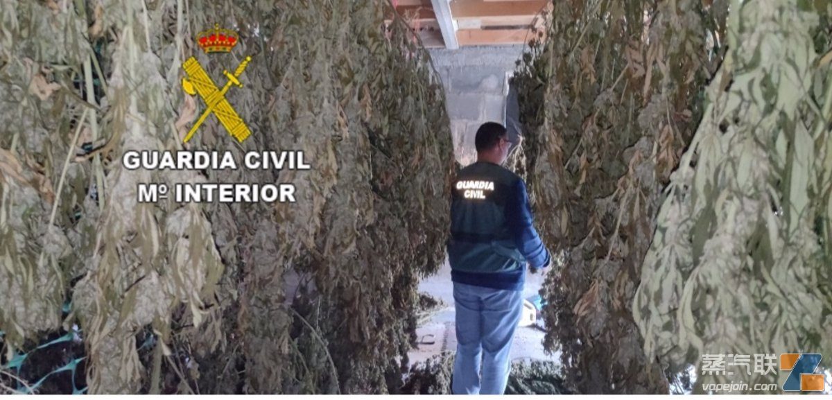西班牙警方查获价值50万欧元非法大麻 两人已被拘留-电烟雾化⚡